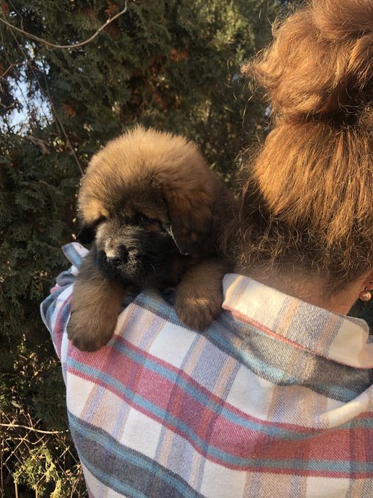 Тибетский мастиф