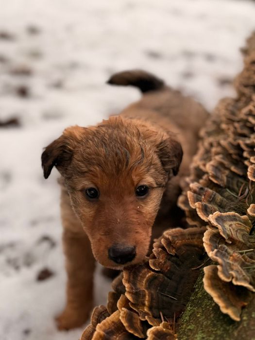 Oddam za darmo Szczeniaki
