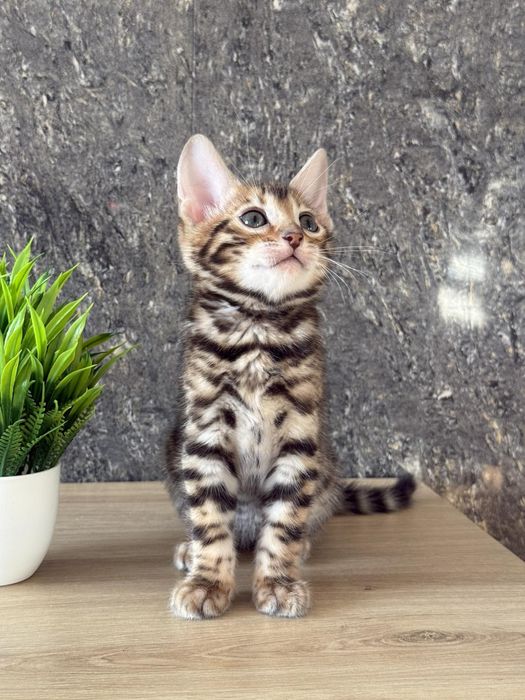 Бенгали клубні кошенята