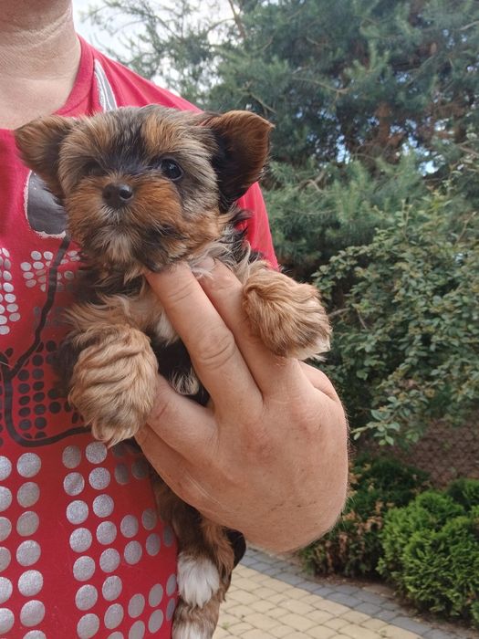 Yorkshire terrier śliczny piesek