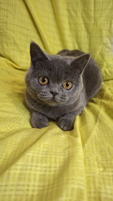 Шотландська прямовуха сіра