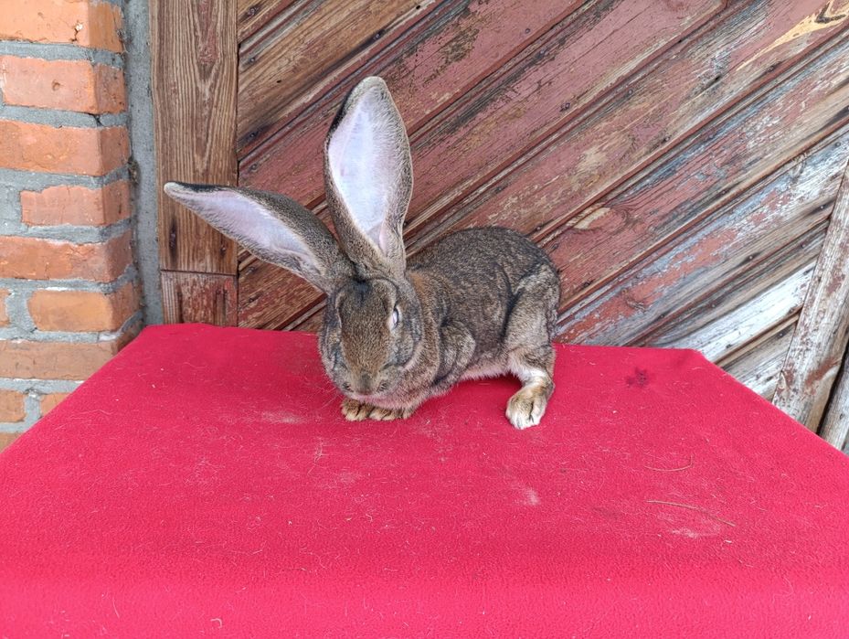 Belgijski olbrzym szary