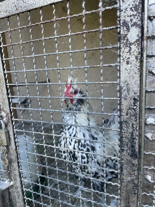 Garnizo appenzeller spitzhauben