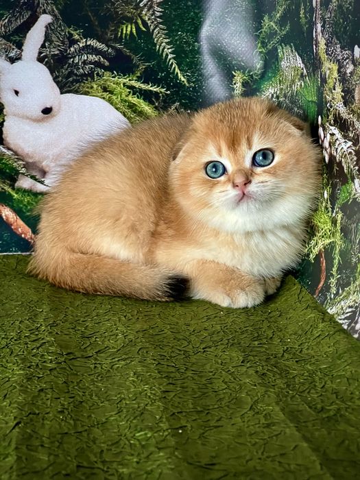 Гарний висловухий золотий котик , цікавий у розпліднення