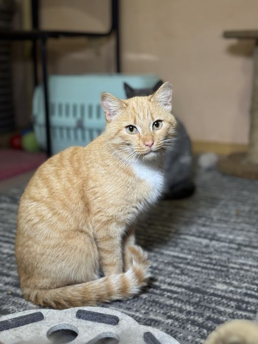 Коты и кошки выбор