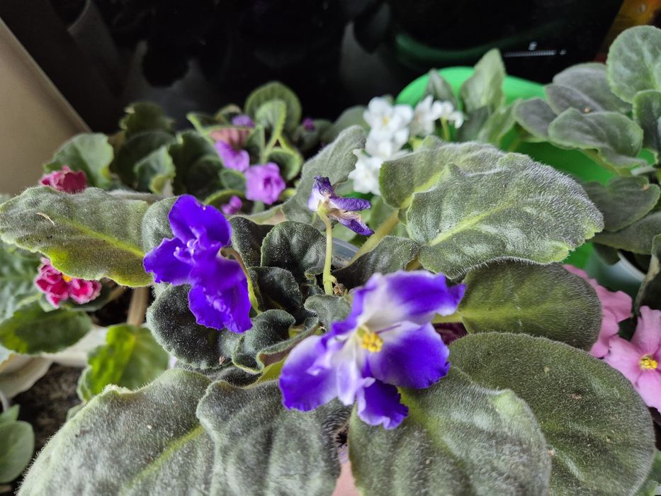 Фіалки махові та звичайні