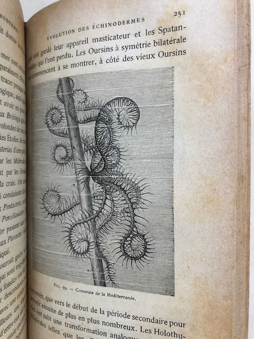 Le Transformisme  - Edmond Perrier