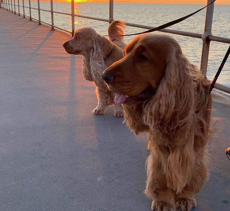 Дітки спаніелі копія батьків.