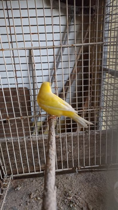 Canários amarelos machos