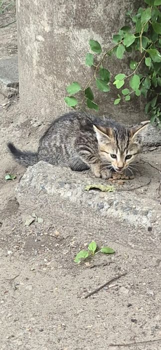 Котик хлопчик шукає родину
