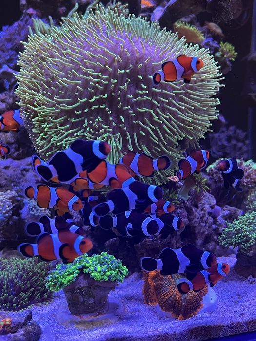 Рибка-клоун «Ocellaris» в морський акваріум