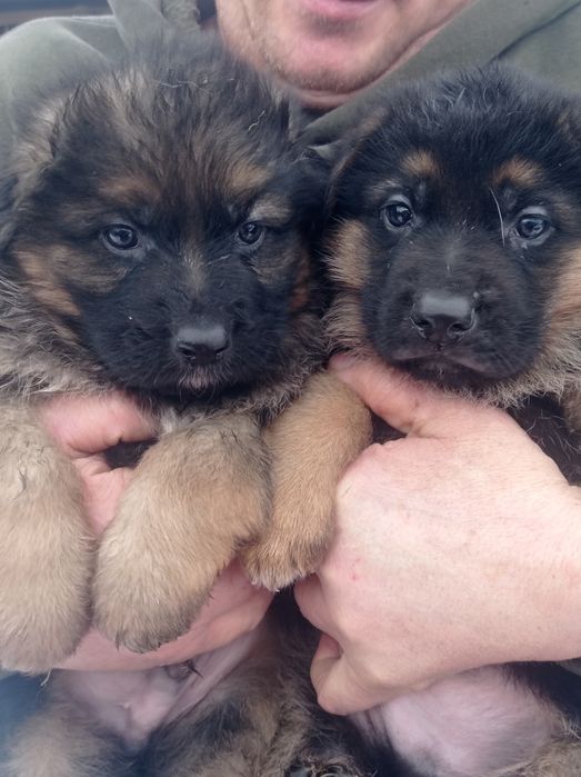 Собака німецької вівчарки