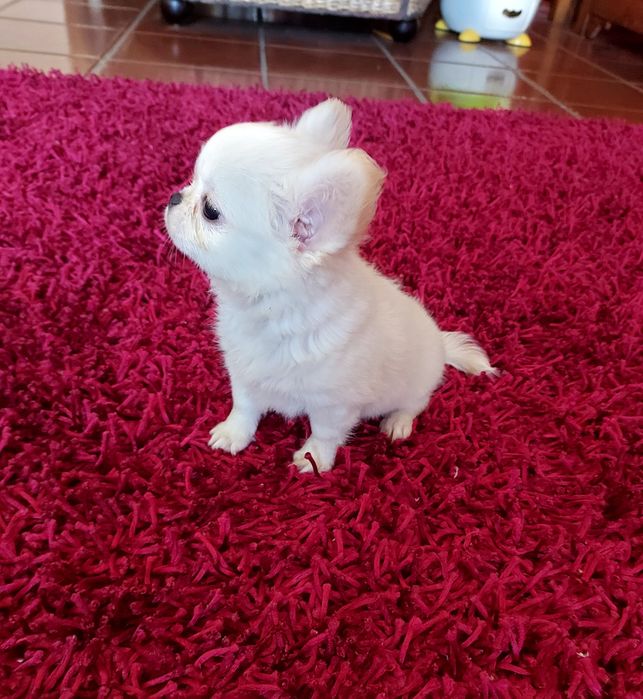 Chihuahua  pêlo Comprido Com  Lop ( Pedigree )