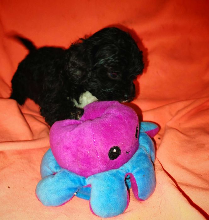shih-poo f1 suczka
