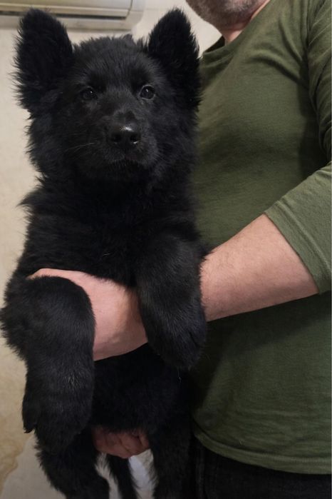 Продаются щенкиЧЕРНОГО ОКРАСА  немецкой длинношерстной овчарки