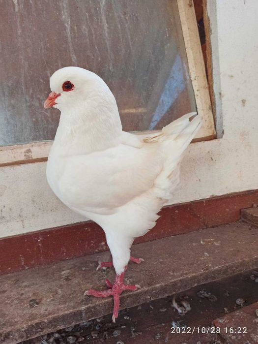 kingi golebie ozdobne