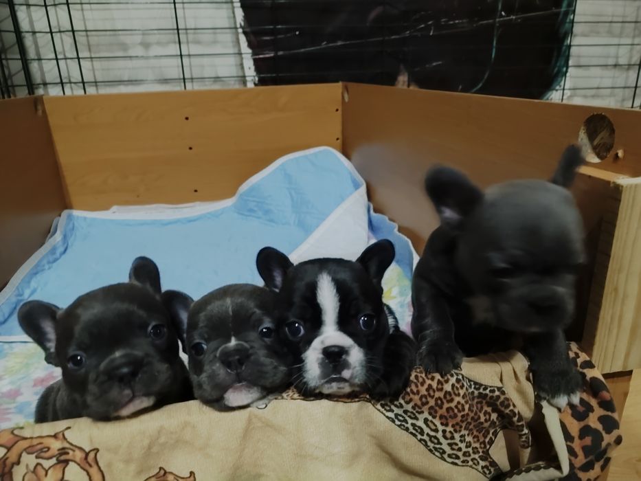 Французский Бульдог