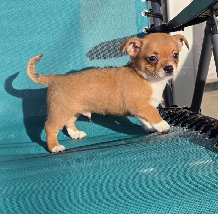 Chihuahua Pêlo Curto