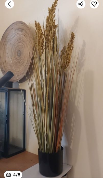 Трава пампасна очерет 100 см