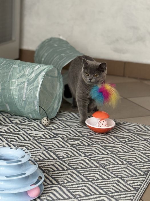 Hotel dla kotów "Koci Kącik", nocleg dla kotów Będzin