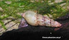 Ślimaki świderki 10 sztuk