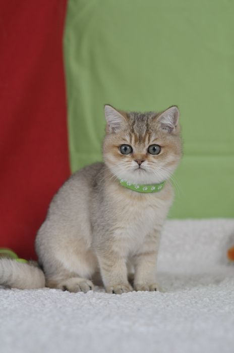 Золота британочка дівчинка