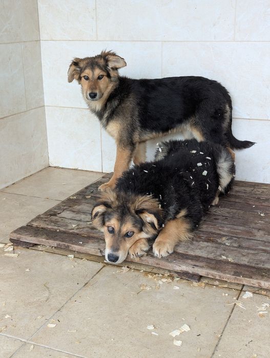 Щенята Пряник та Мішутка шукають родини