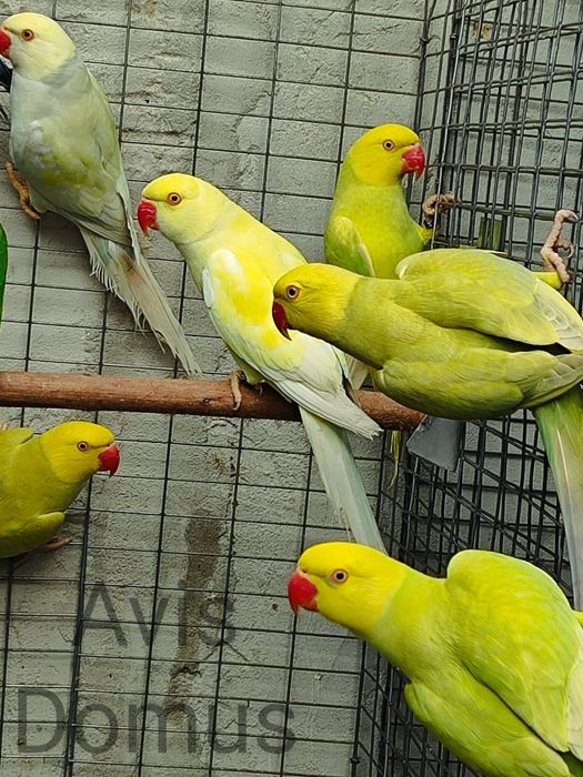 Ring Necks , Mustaches , Conures de Cabeça Azul