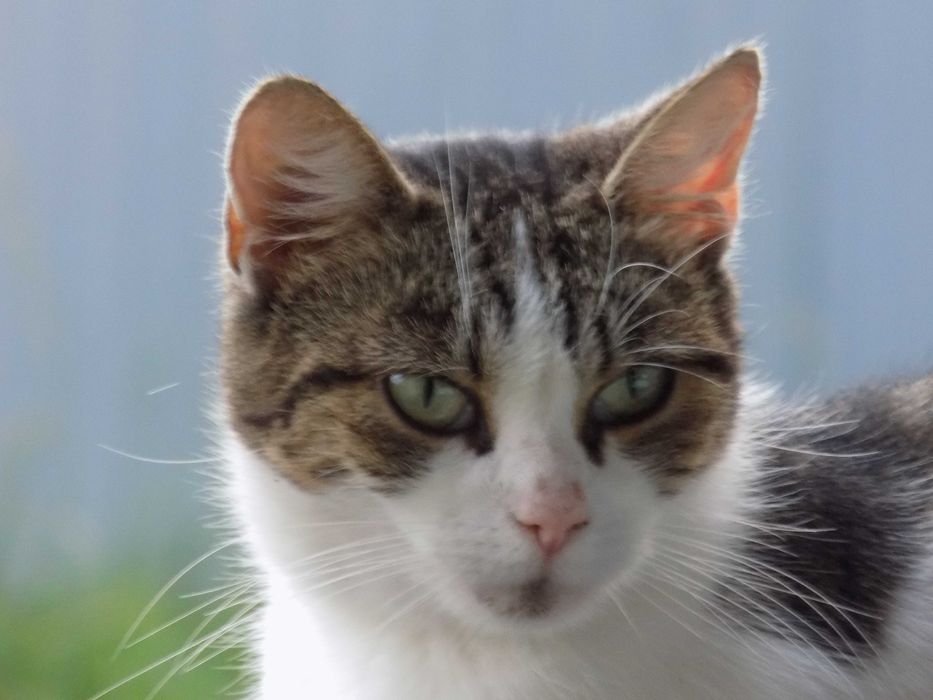 zaginęła kociczka Mała