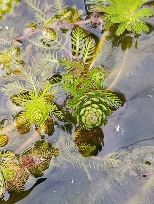 Plantas aquáticas para lago.