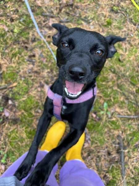 Zalia poleca się do adopcji