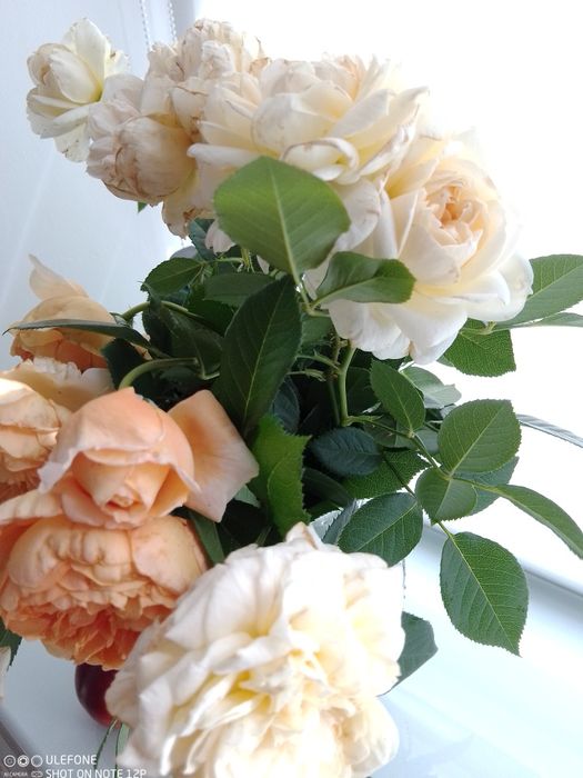 Троянда Клер Остін витка