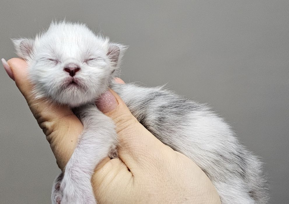 Kocurek Maine Coon shaded ns11/12 rodowód FPL