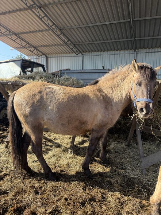 Klacz konik polski