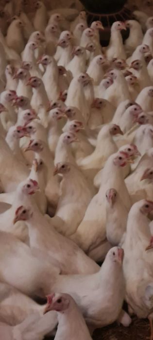 KURY NIOSKI ! Hodowla kur z wolnego wybiegu ! ROSSA Leghorn !