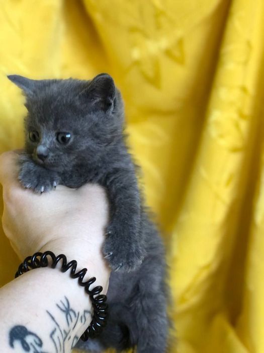 Котенок кошечка бесплатно