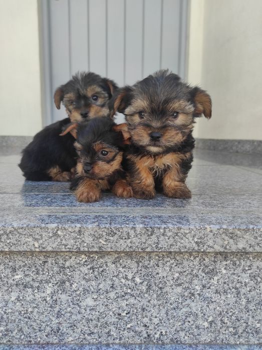 Yorkshire terrier