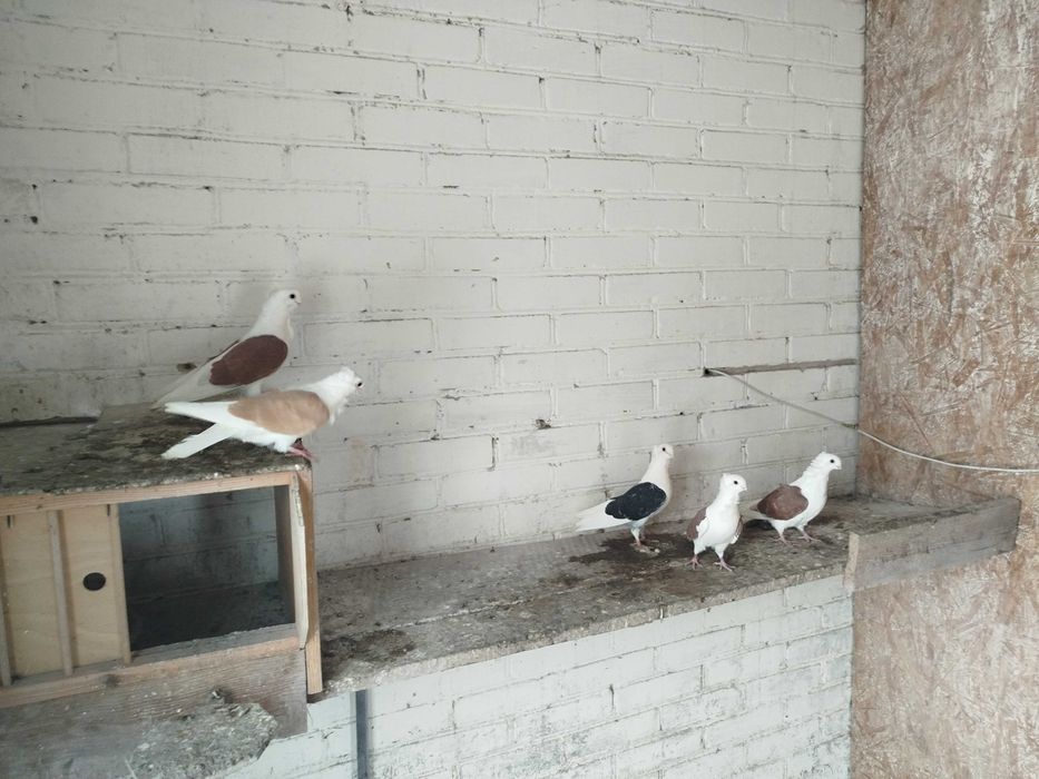 Gołębie ozdobne mewka Polska