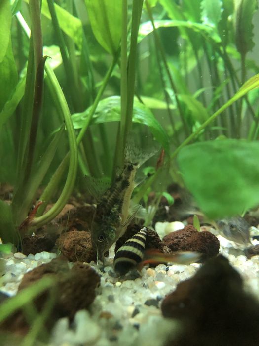 Ślimaki Helenki (Anentome helena) z własnego akwarium