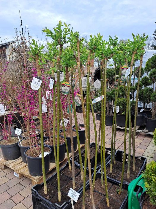 Wierzba Hakuro Iwa Wierzby