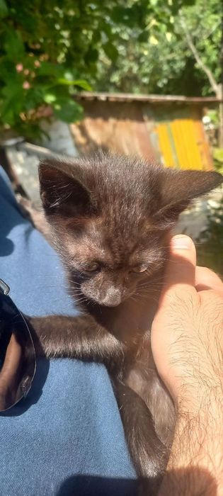 котята безкоштовно