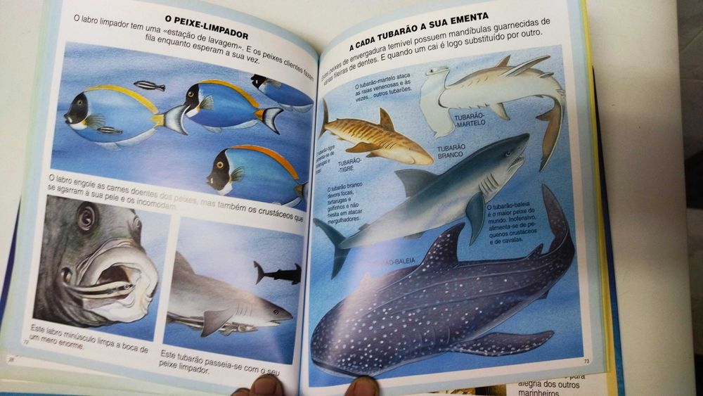 Dicionário por imagens do mar - Émilie Beaumont