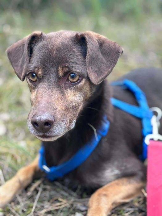 Houdini cudny psiak do adopcji