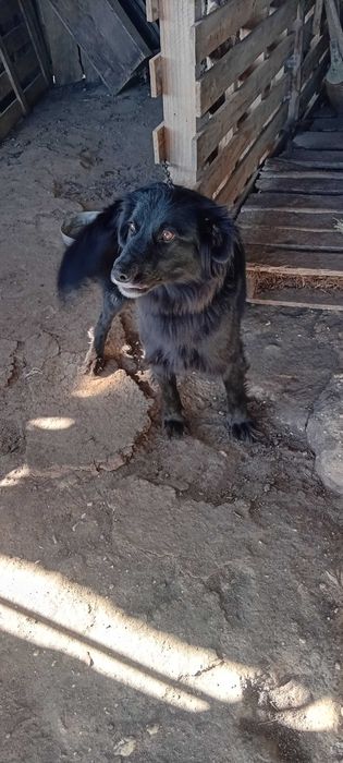 Vende-se Burro e 2 Caes