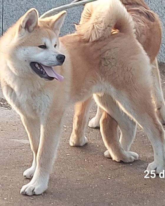 Akita inu japonês