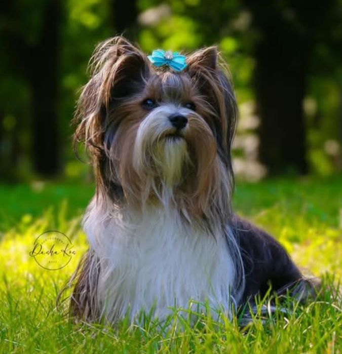 Девочка бивер йорк