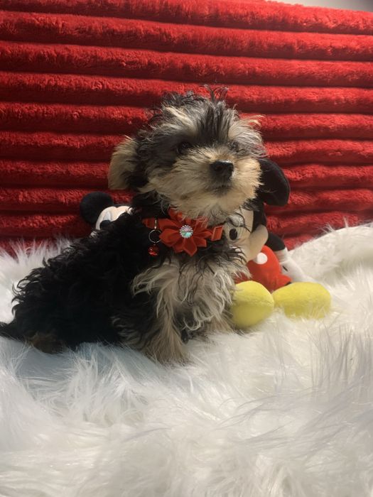 Yorkshire Terrier bebé