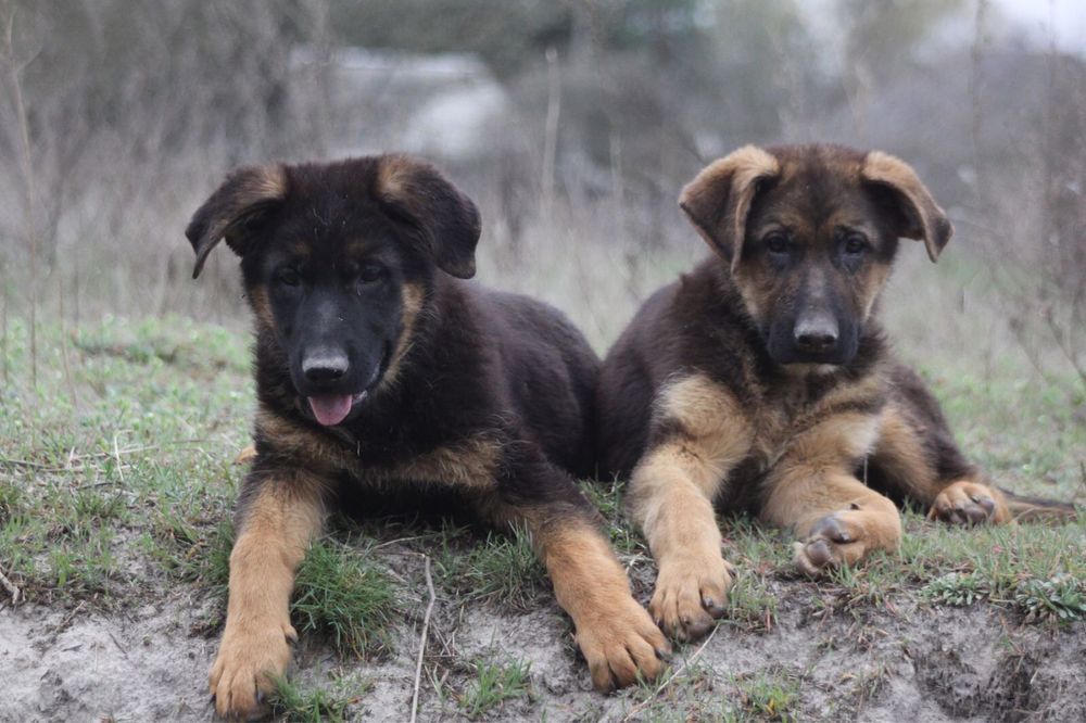Хлопчики німецької вівчарки КСУ