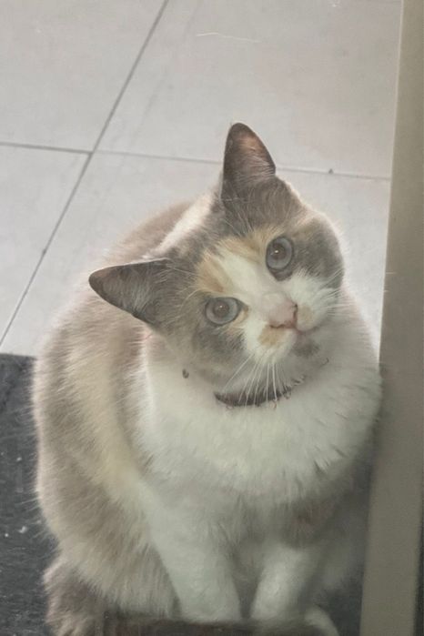 Doa a se gatinha muito carinhosa