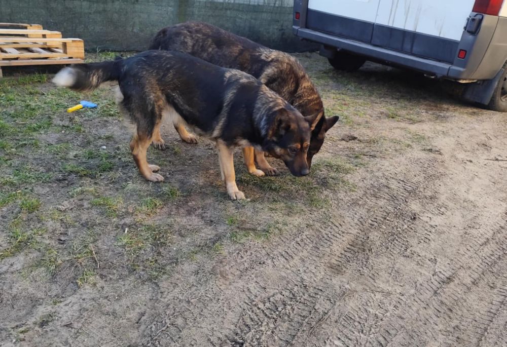 Suczka mieszana- owczarek niemiecki